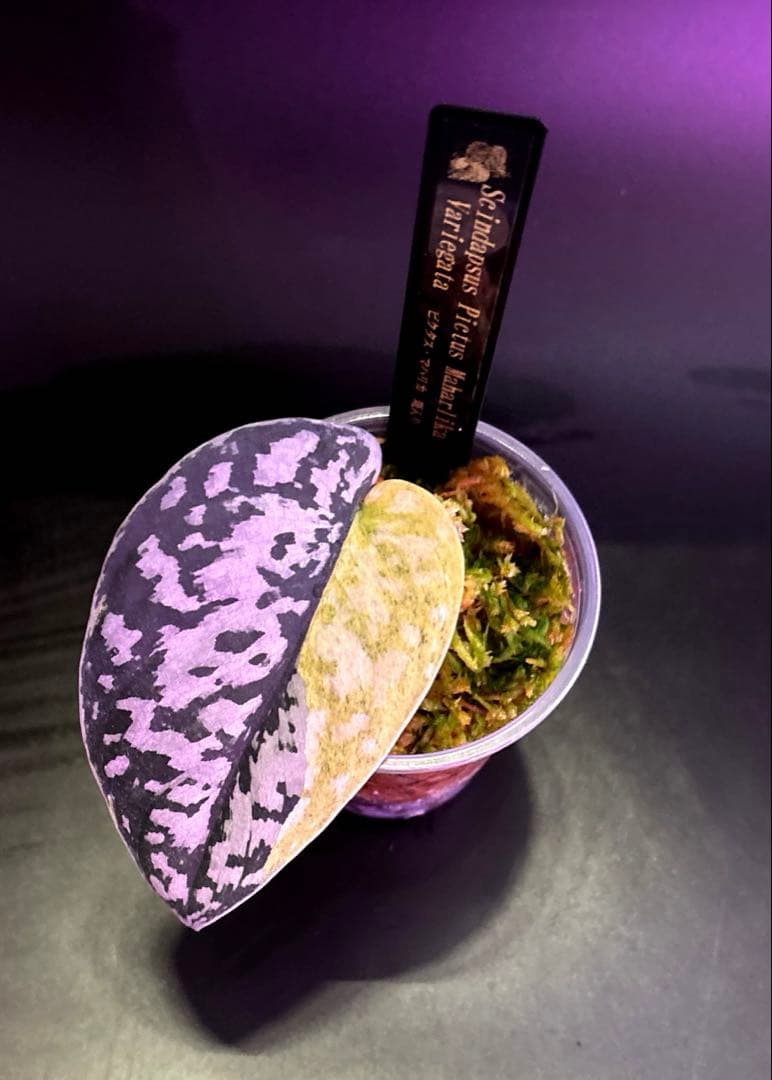 スキンダプサス　綺麗な斑入り　セットL1