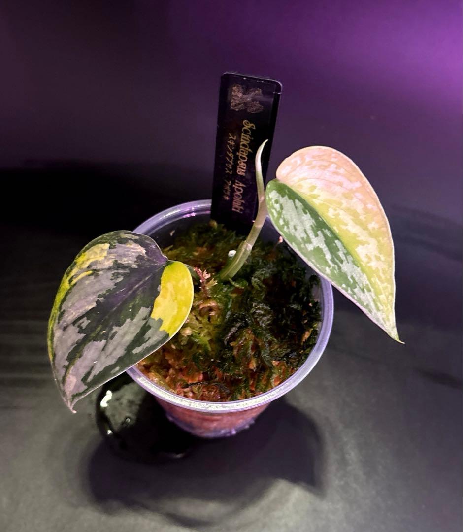 スキンダプサス　綺麗な斑入り　セットL1