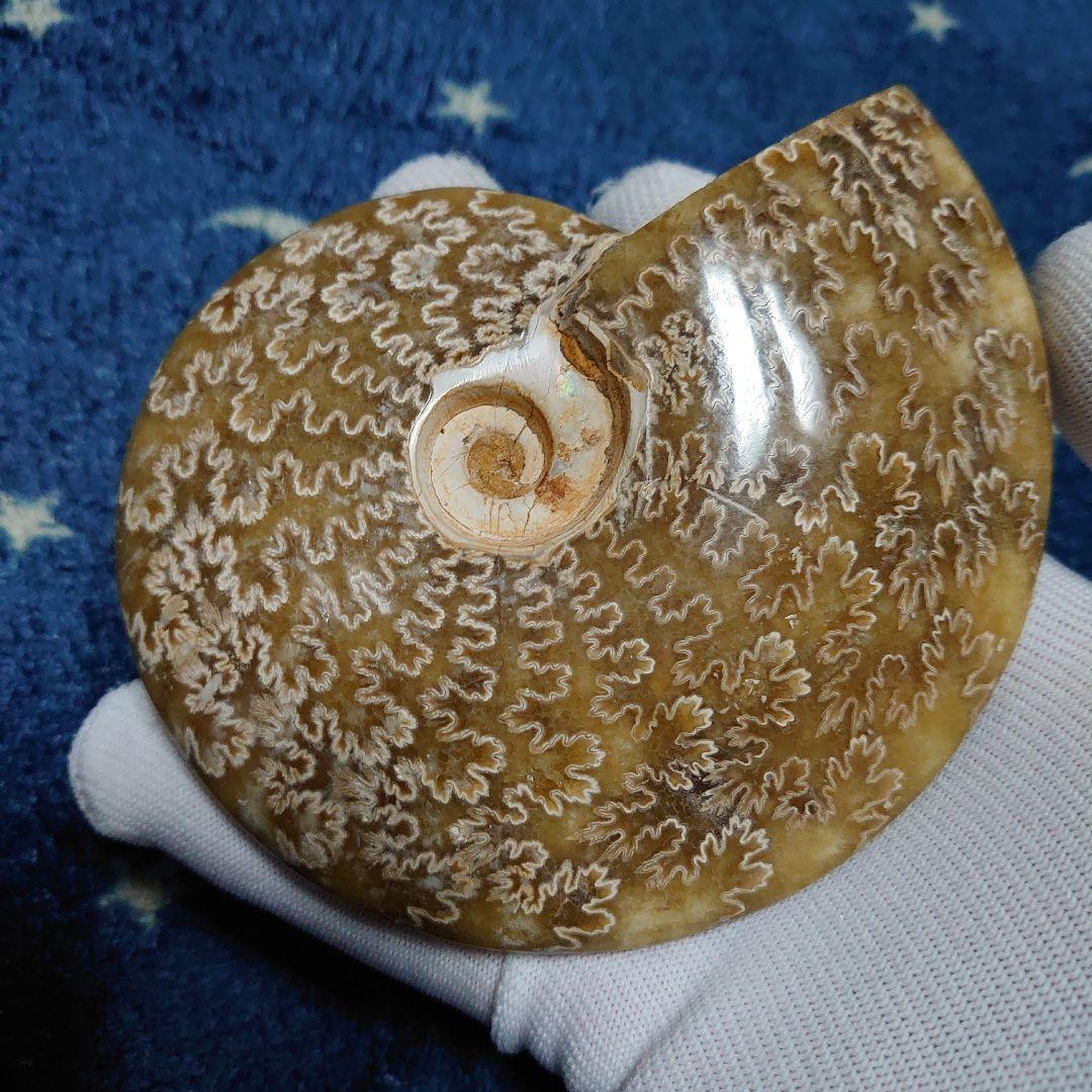 アンモナイト化石