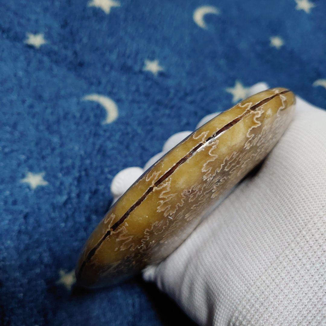 アンモナイト化石