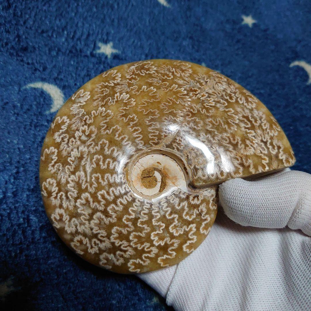 アンモナイト化石