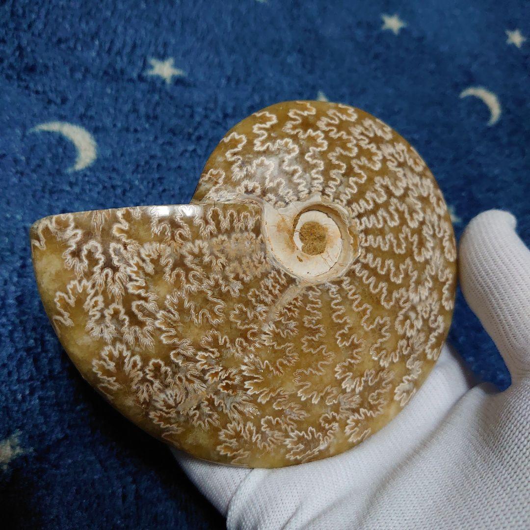 アンモナイト化石