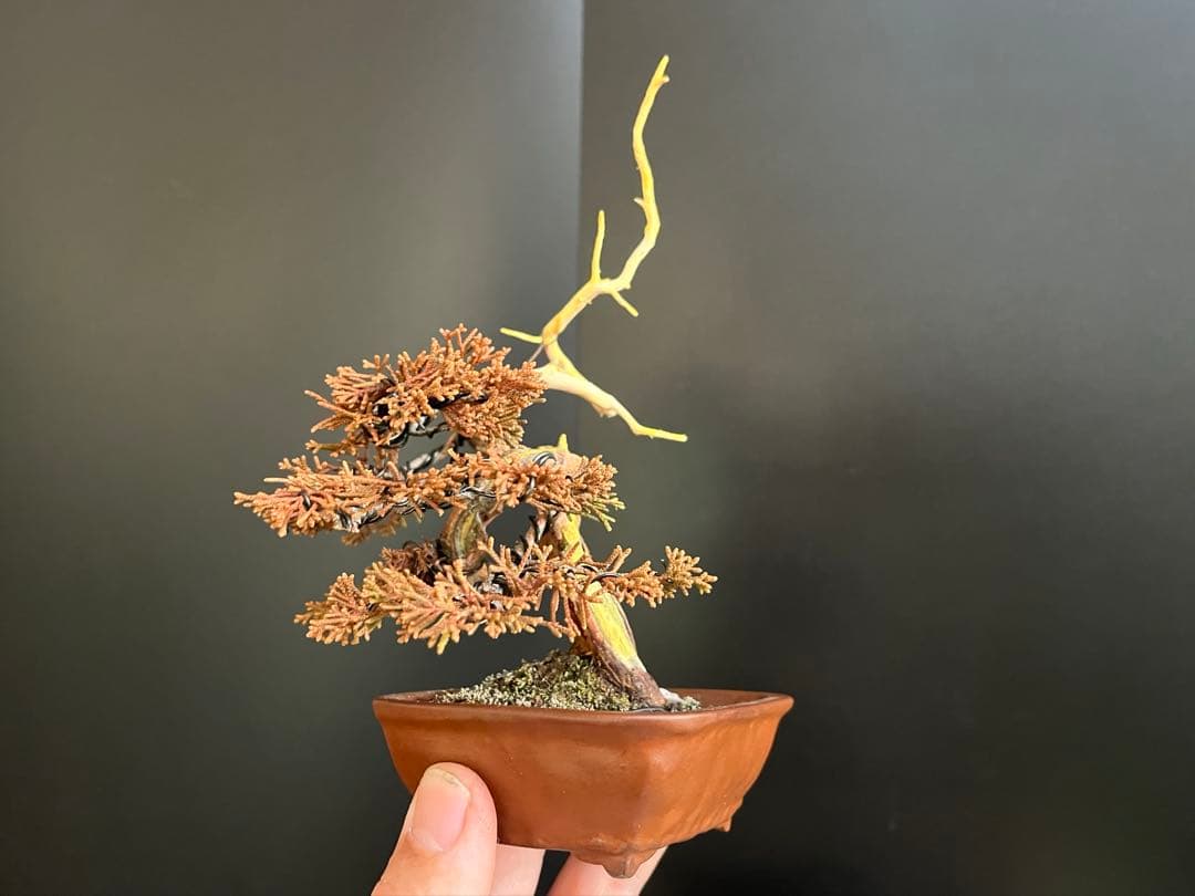 真柏盆栽　糸魚川真柏　ミニ真柏　捻転シャリ幹　樹高天ジン含まず9.5cm