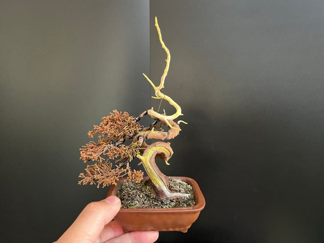 真柏盆栽　糸魚川真柏　ミニ真柏　捻転シャリ幹　樹高天ジン含まず9.5cm