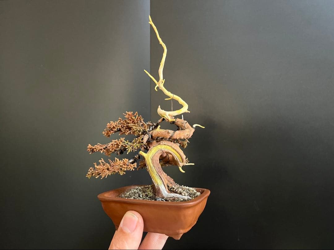 真柏盆栽　糸魚川真柏　ミニ真柏　捻転シャリ幹　樹高天ジン含まず9.5cm