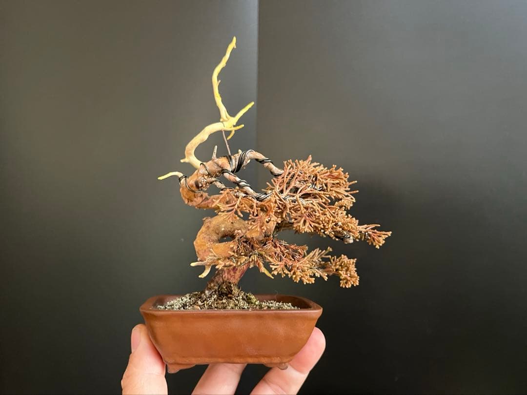 真柏盆栽　糸魚川真柏　ミニ真柏　捻転シャリ幹　樹高天ジン含まず9.5cm