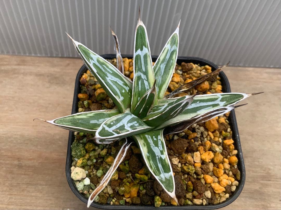 アガベ 極氷山 (多肉植物・サボテン)