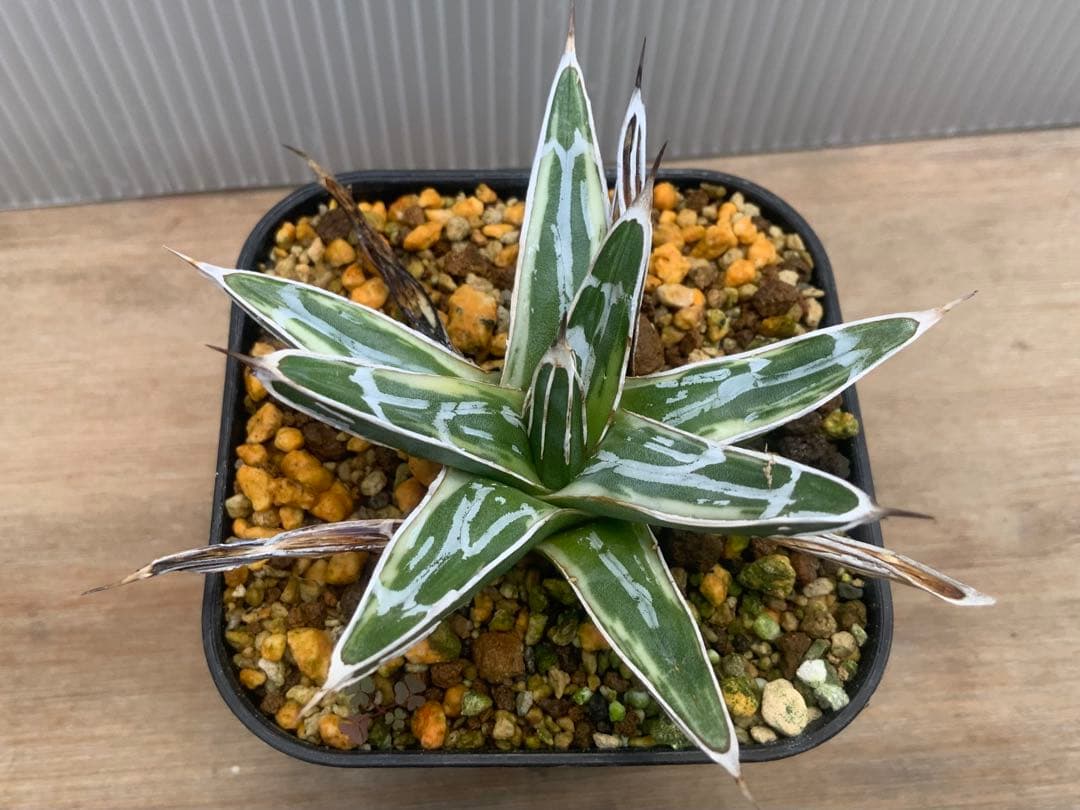 アガベ 極氷山 (多肉植物・サボテン)