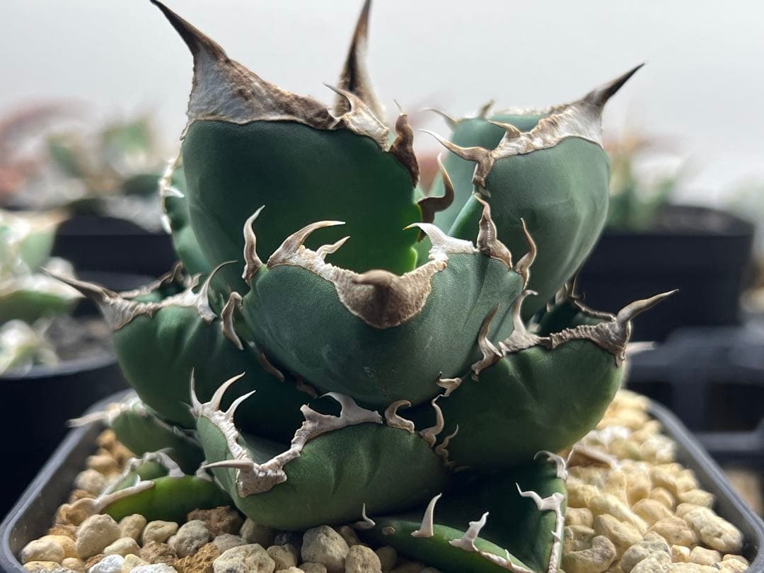 サウスアフリカダイヤモンド（SAD）