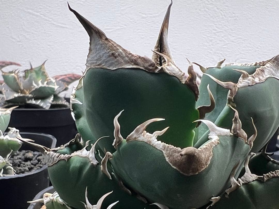 サウスアフリカダイヤモンド（SAD）