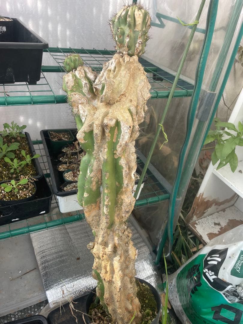 セレウス　岩石獅子　高さ約80cm