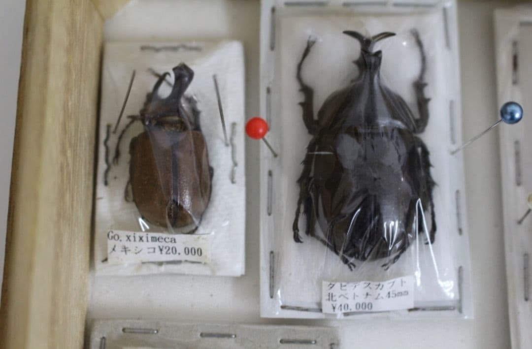 超貴重種　ダビデスカブト標本（木箱付き）