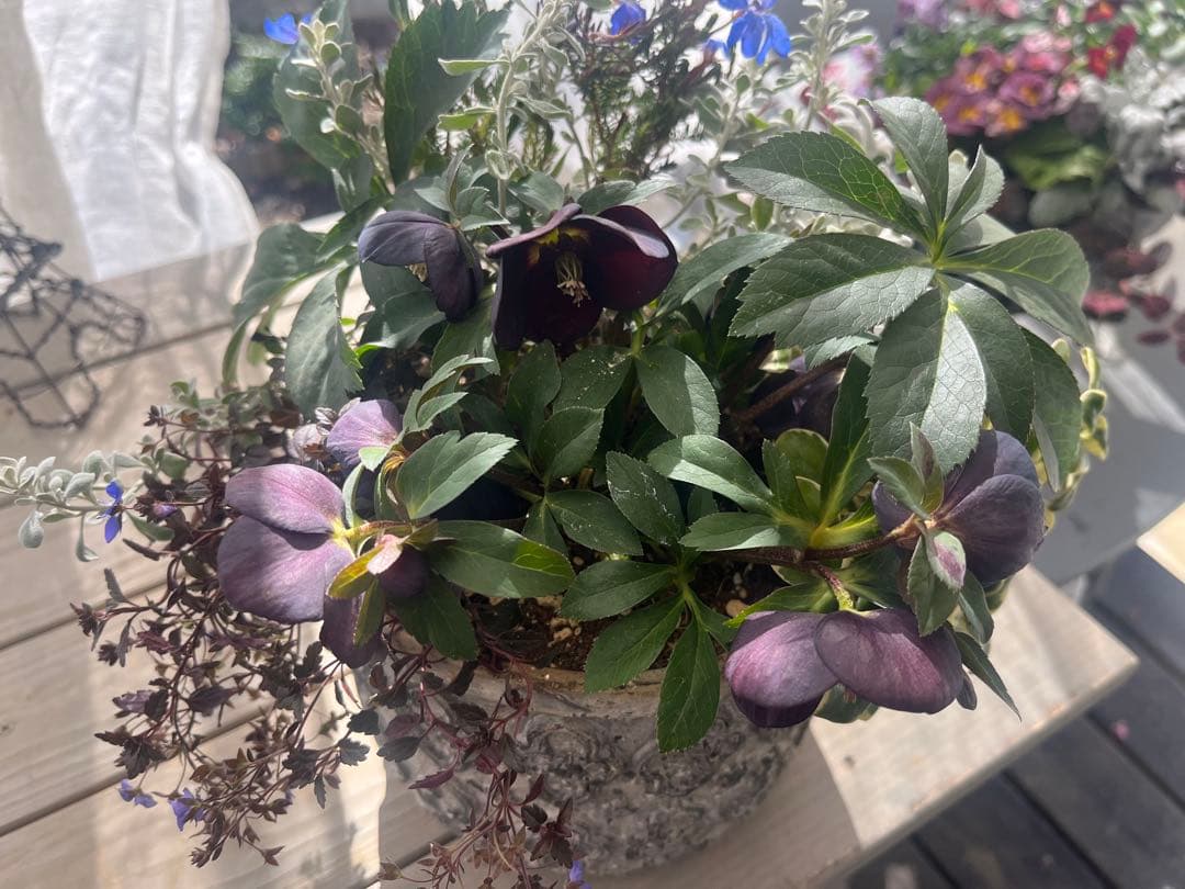 フォロー割300円OFF❣️初恋草を追加❣️ブラックパール❣️クリスマスローズ寄せ植え