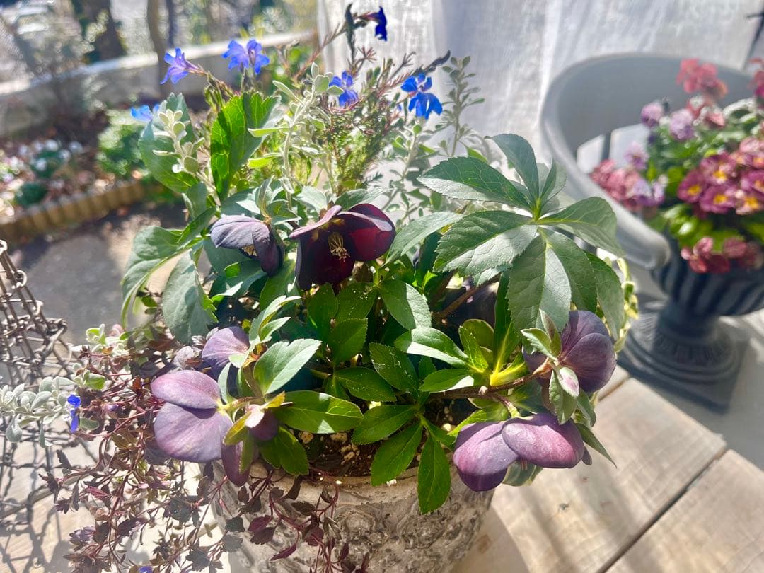 フォロー割300円OFF❣️初恋草を追加❣️ブラックパール❣️クリスマスローズ寄せ植え