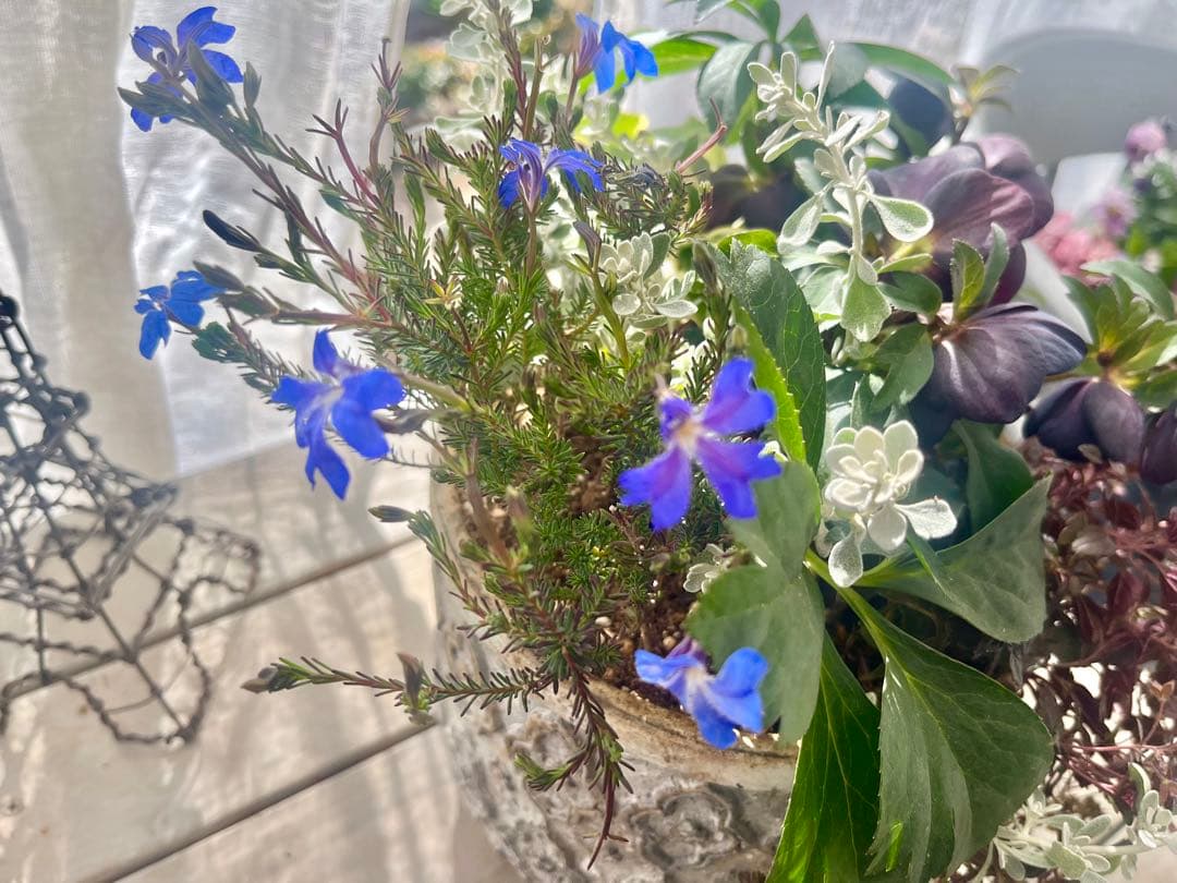 フォロー割300円OFF❣️初恋草を追加❣️ブラックパール❣️クリスマスローズ寄せ植え