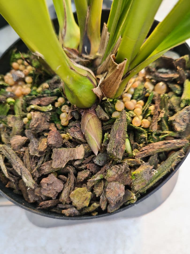 ミスマフェット。花芽1個。5鉢セット。蜜蜂誘引蘭。日本蜜蜂