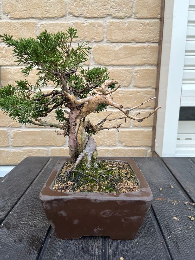 真柏　盆栽　舎利　神　糸魚川真柏