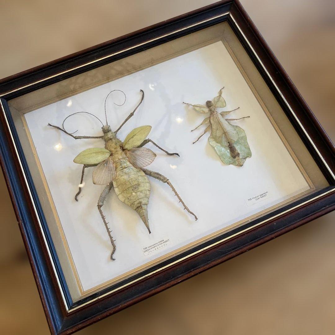 マレーシア　剥製ヴィンテージマレーオオニフシ　標本