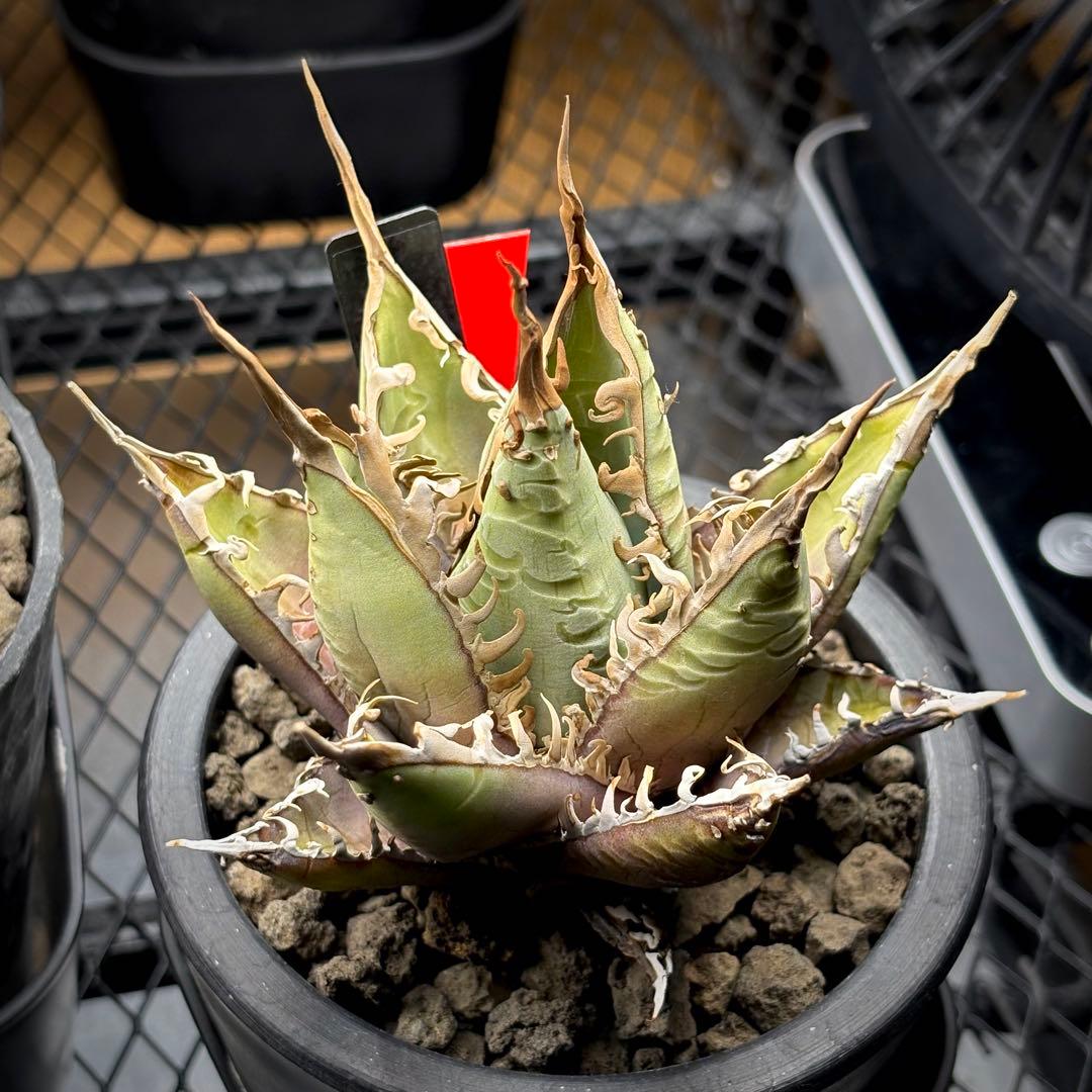 【コレクション株】アガベ パープソラム 実生株