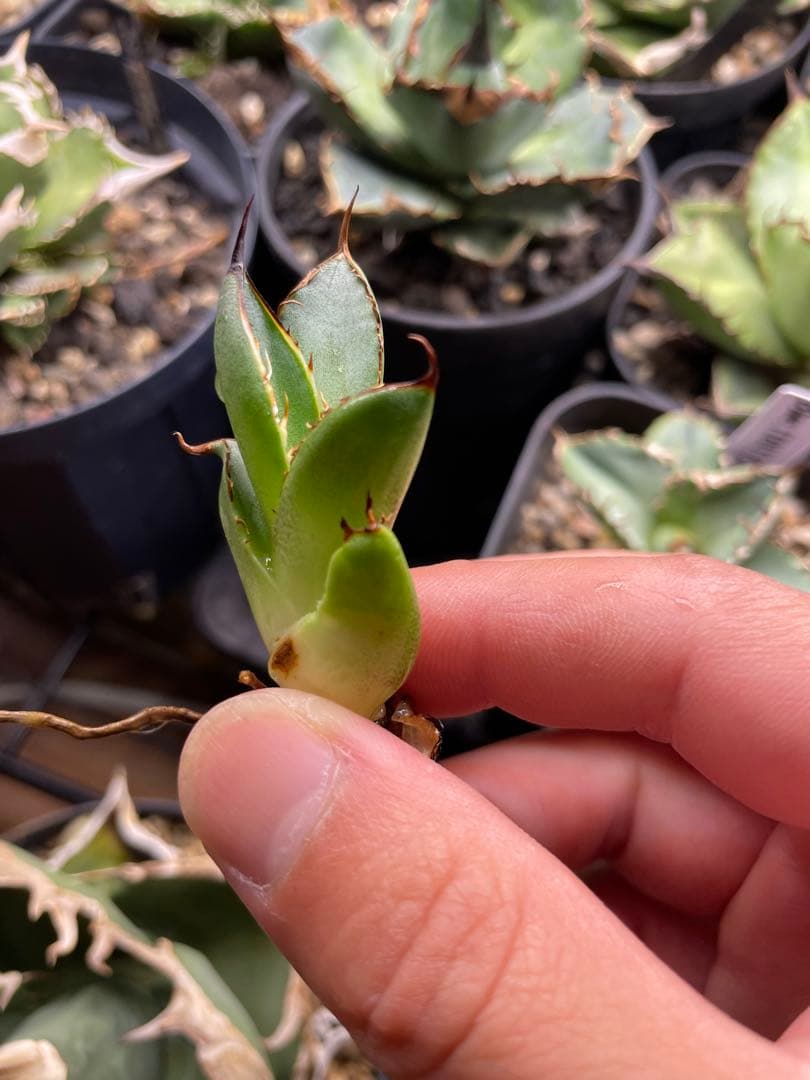 アガベ　チタノタ　オアハカ現地球　子株