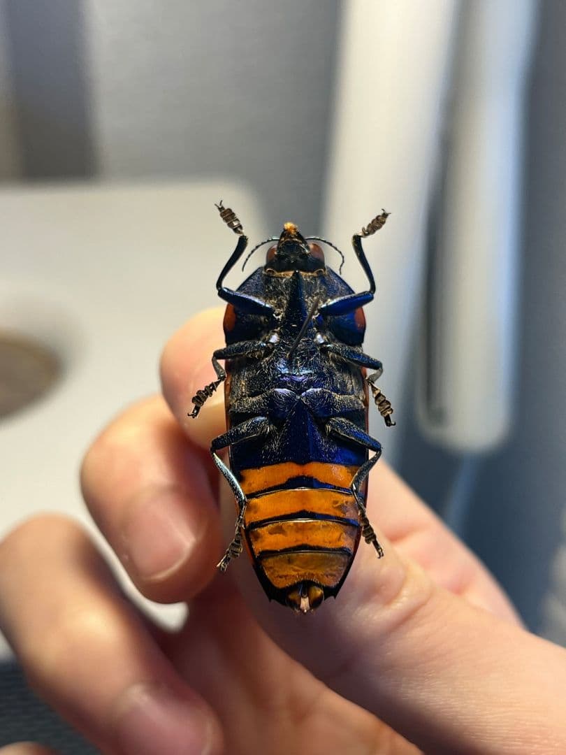 【39mm】クロモンベニオウサマムカシタマムシCalodema 標本スハンダエ