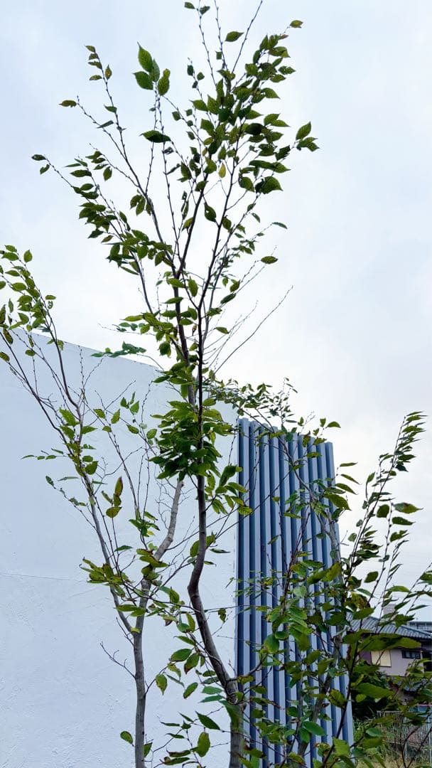 逸品。アカメソロ株立ち3.2M(鉢底から)