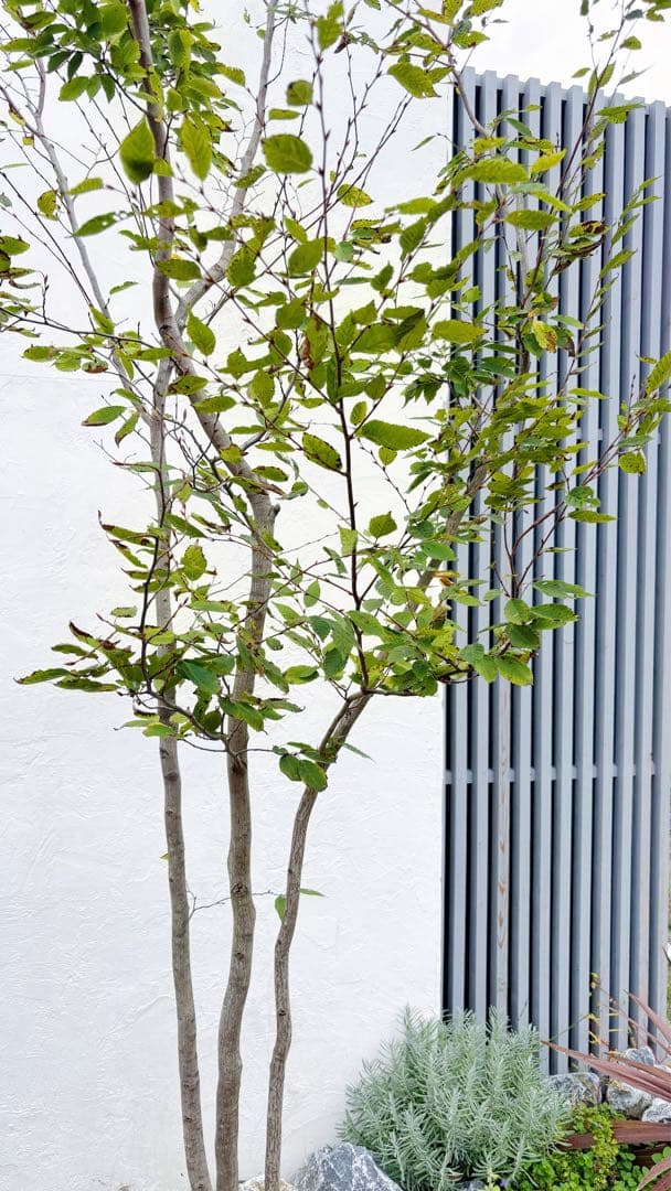 逸品。アカメソロ株立ち3.2M(鉢底から)