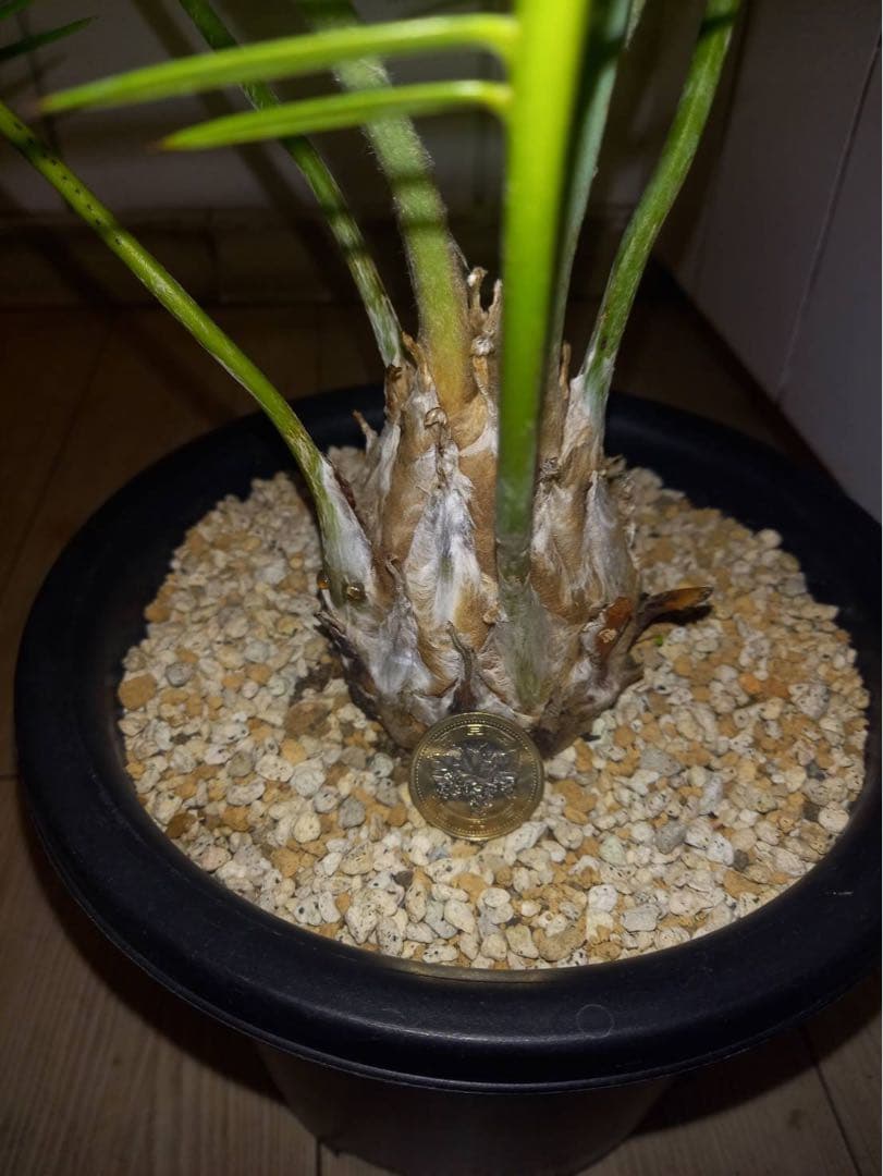 ディオーン　エデュレ