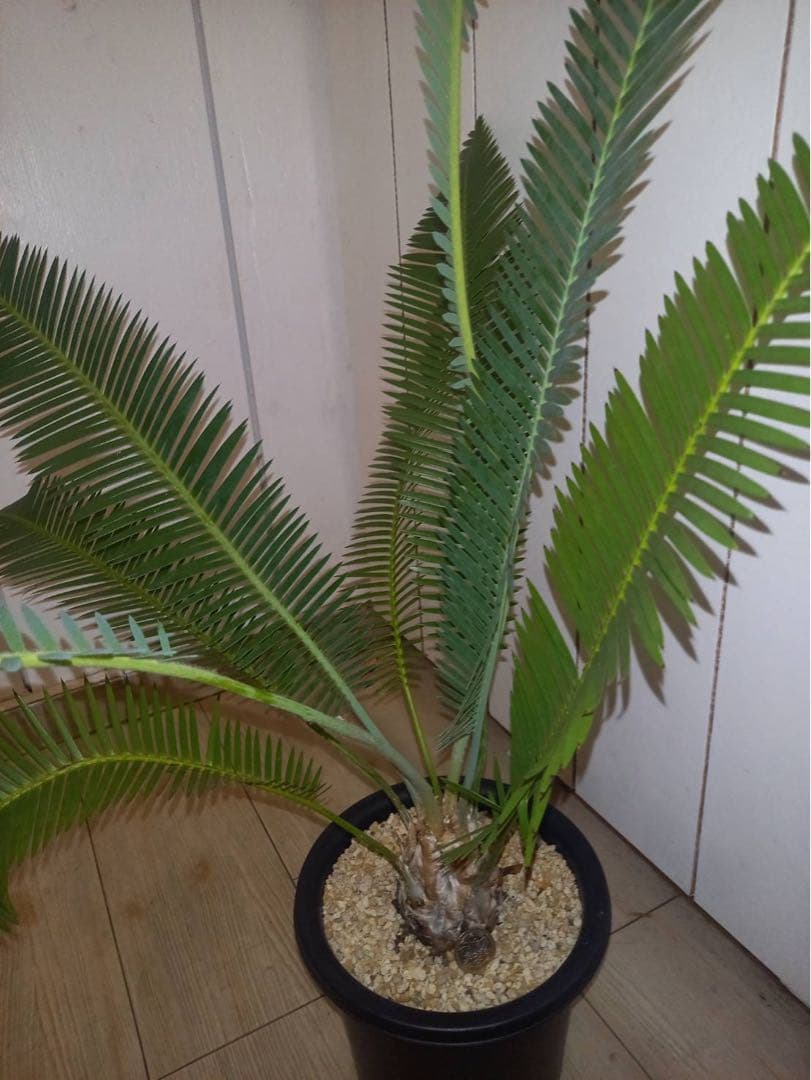 ディオーン　エデュレ