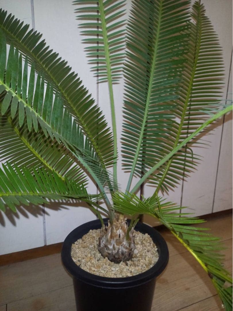 ディオーン　エデュレ