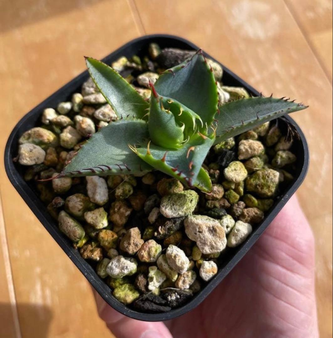 アガベ　ハイブリッド　コンフェデレートローズ×チタノタ Dennis産