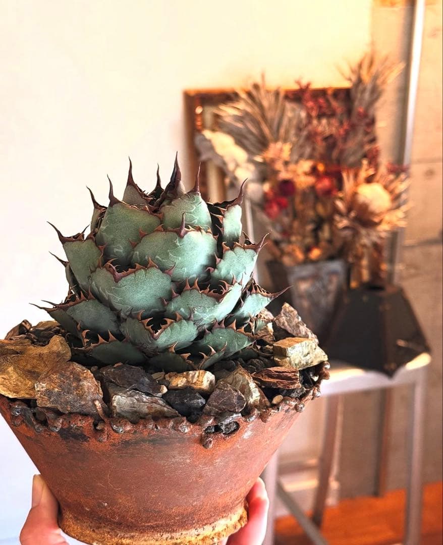 アガベ　ハイブリッド　コンフェデレートローズ×チタノタ Dennis産