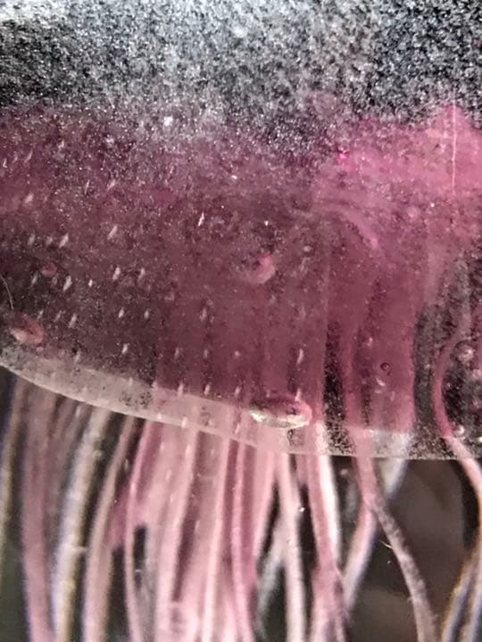 商談中グレイッシュな紫のクラゲのオブジェ　グアム購入　アメリカ製ビンテージ