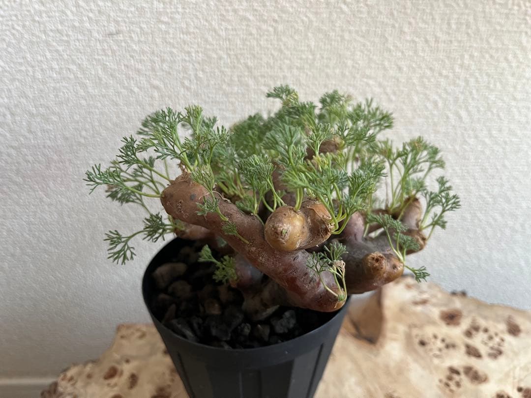 モンソニア ムルチフィダ　サルコカウロン ムルチフィズム　発根済　現地株