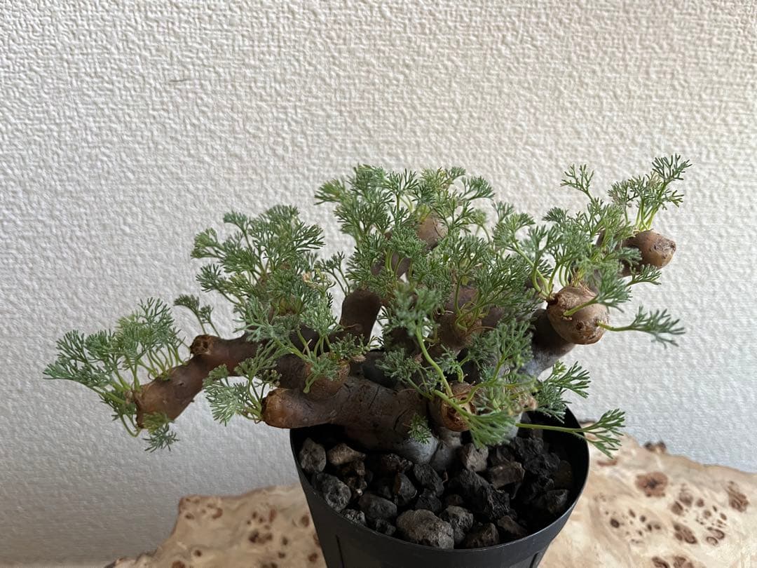 モンソニア ムルチフィダ　サルコカウロン ムルチフィズム　発根済　現地株