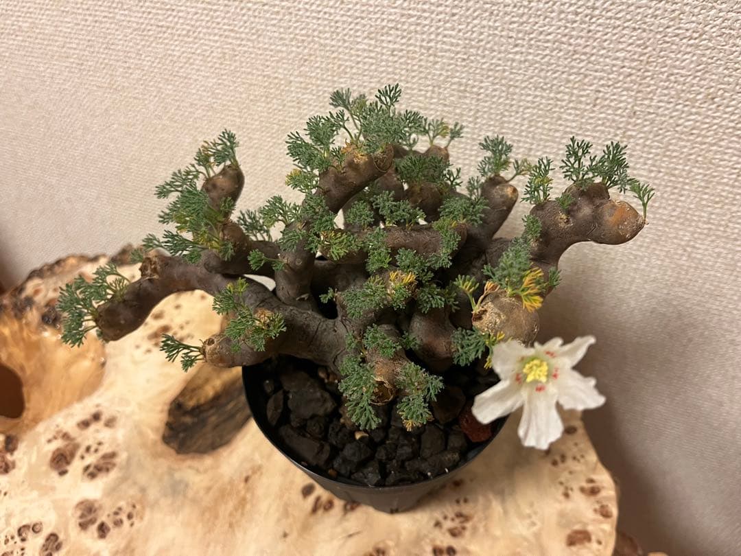 モンソニア ムルチフィダ　サルコカウロン ムルチフィズム　発根済　現地株