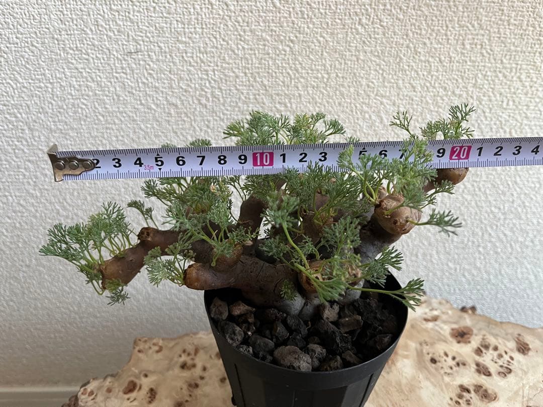 モンソニア ムルチフィダ　サルコカウロン ムルチフィズム　発根済　現地株