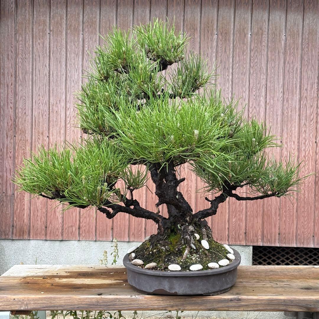 【最終値下げ】引き取り　黒松　大品盆栽　株立　古木