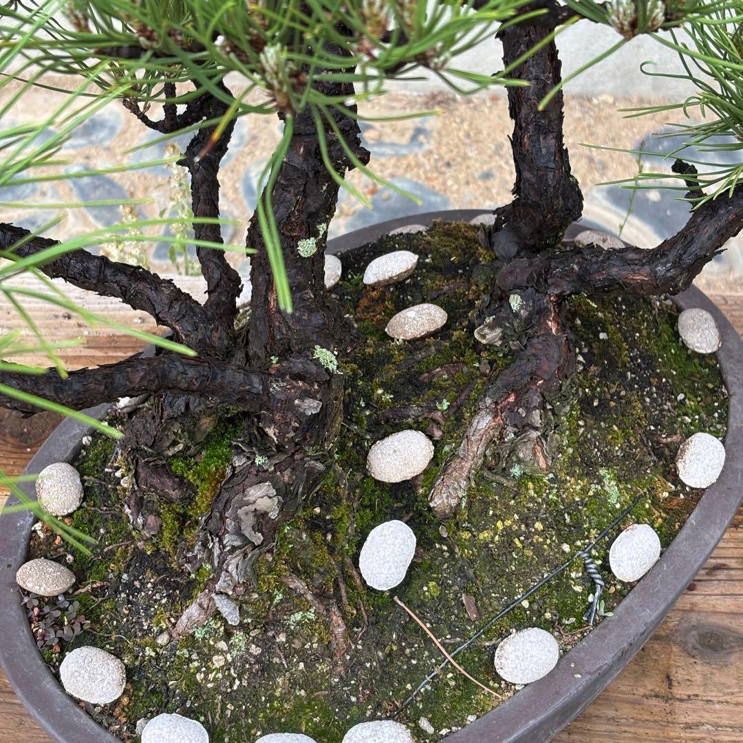 【最終値下げ】引き取り　黒松　大品盆栽　株立　古木