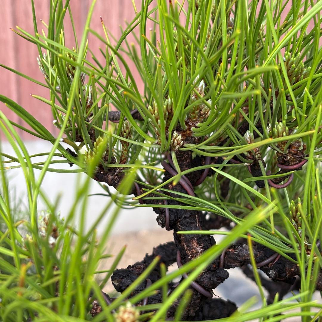 【最終値下げ】引き取り　黒松　大品盆栽　株立　古木