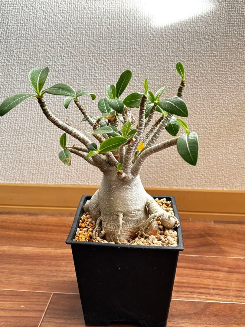 【発根済み】アデニウム タイソコトラナム(優良株)