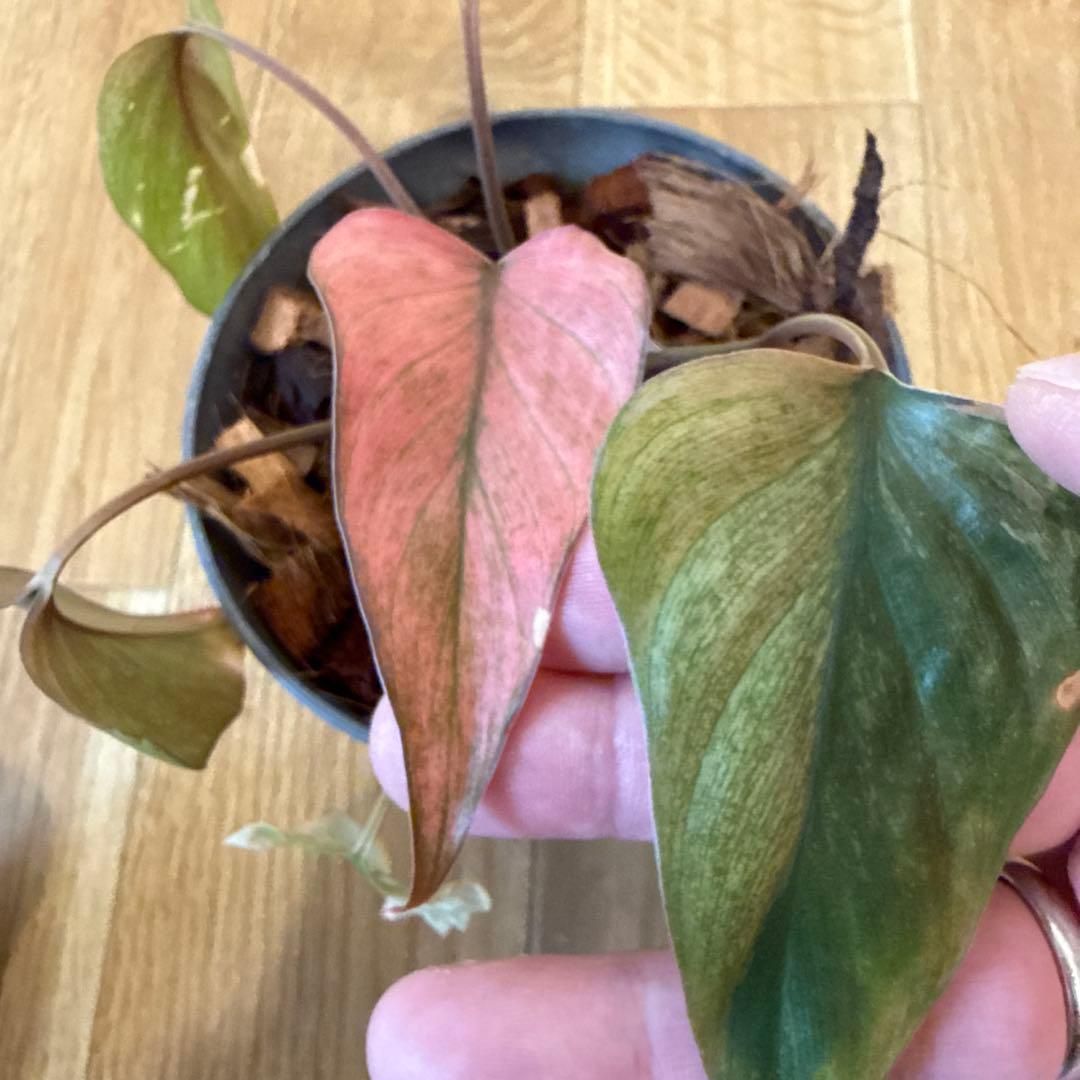 【斑入り】ホマロメナ ピンクダイヤモンド