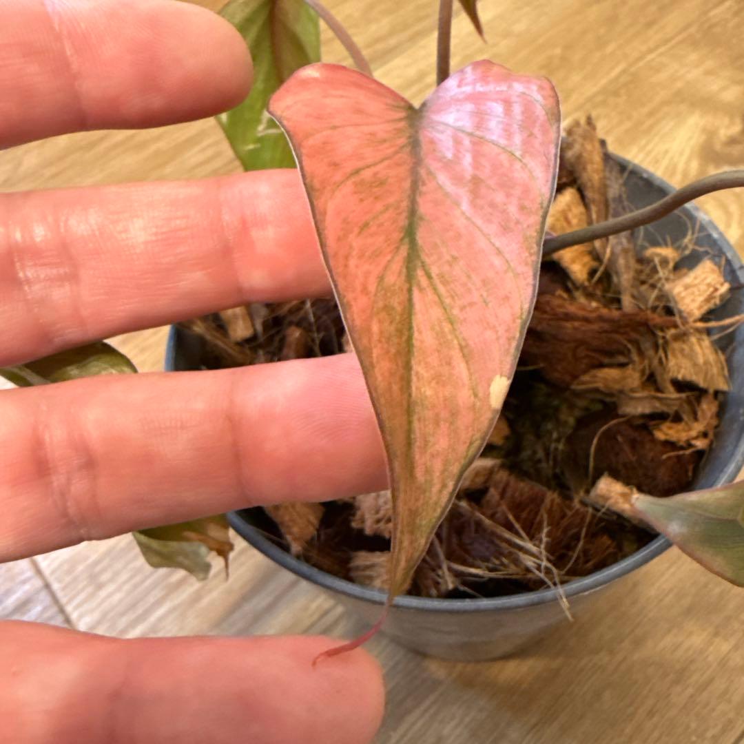 【斑入り】ホマロメナ ピンクダイヤモンド