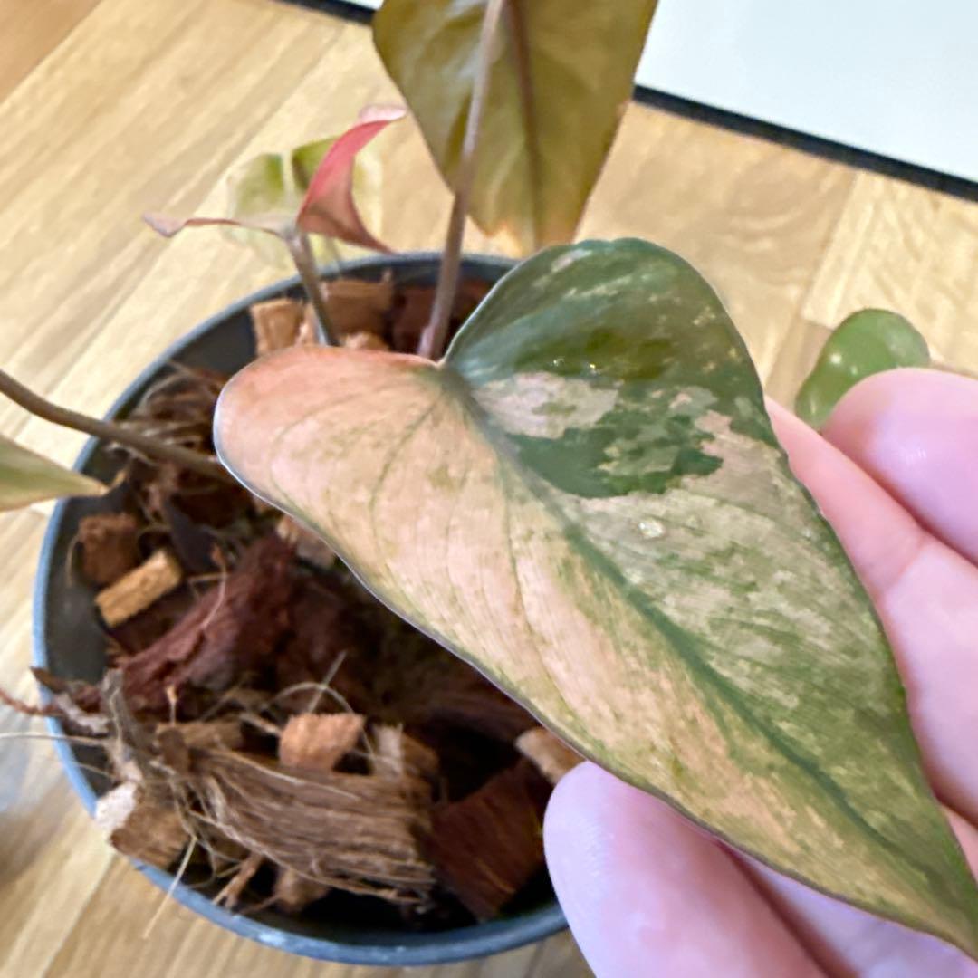 【斑入り】ホマロメナ ピンクダイヤモンド