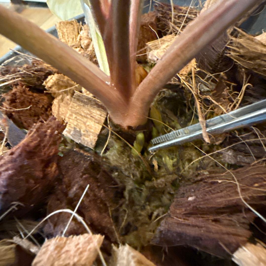 【斑入り】ホマロメナ ピンクダイヤモンド