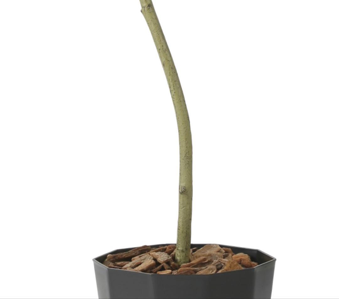 光触媒　人工観葉植物　フェイクグリーン　フレッシュデザインウンベラータ1.8