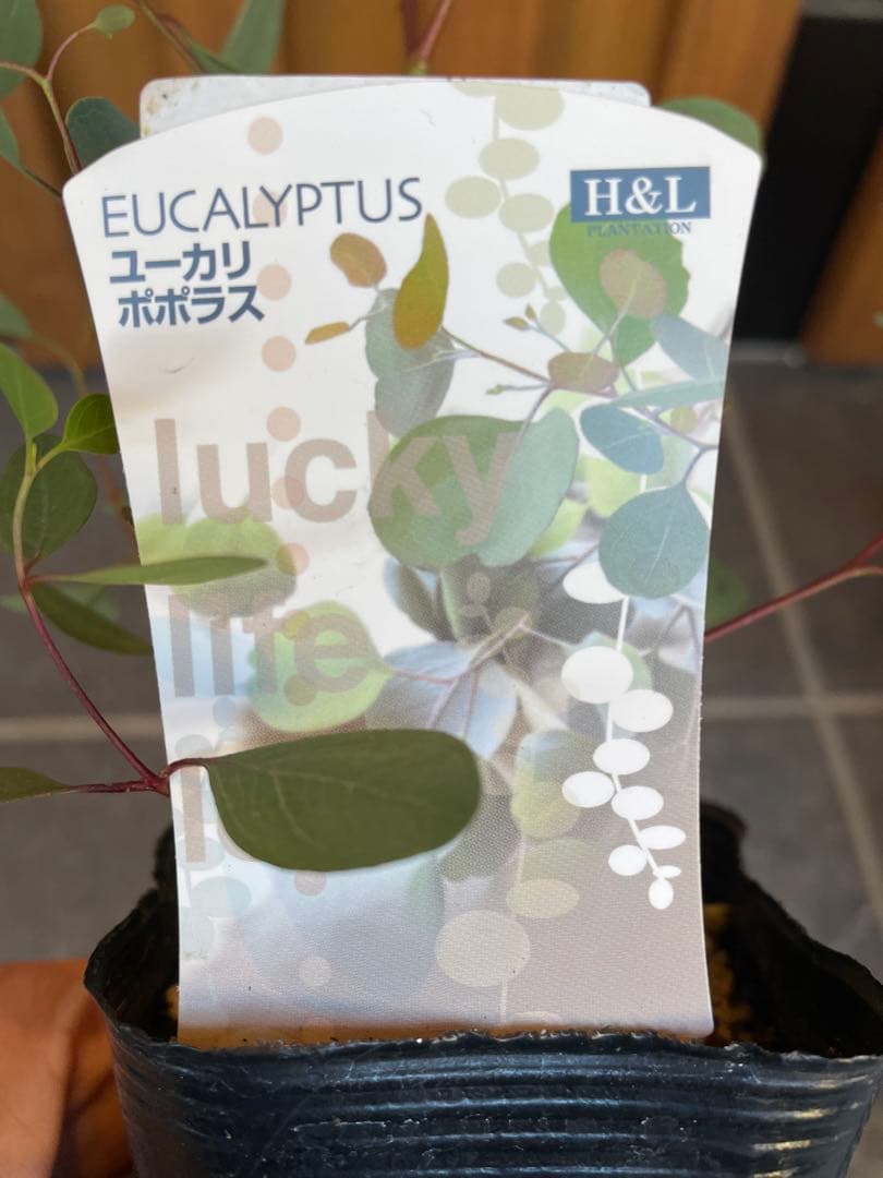 【花苗】① ユーカリ　ポポラス　苗　ポットごと発送　シルバーリーフ