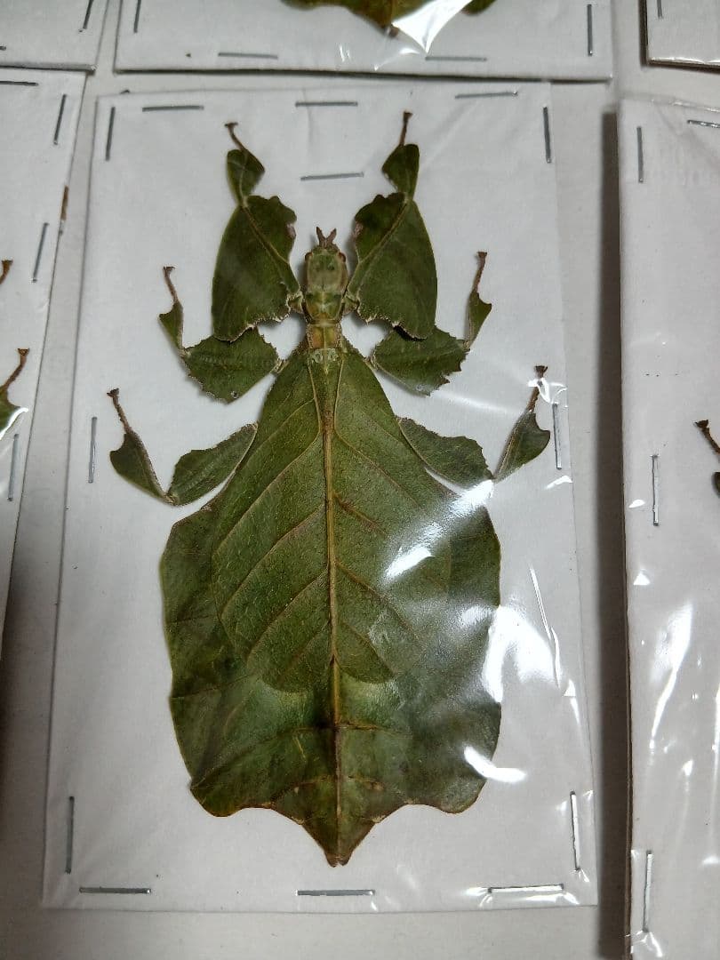 海外産標本｜インドネシア産 ナナフシモドキ（木葉虫）昆虫標本