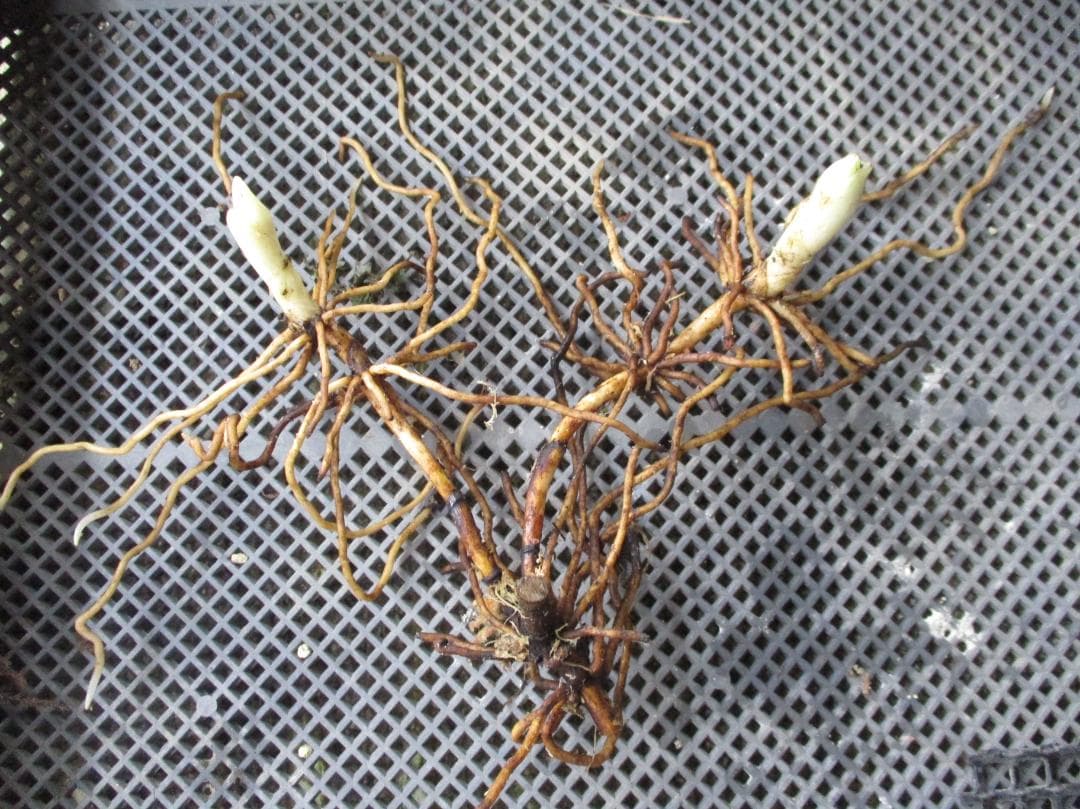 山野草、日本クマガイソウ黄花系（素心）花芽2芽株