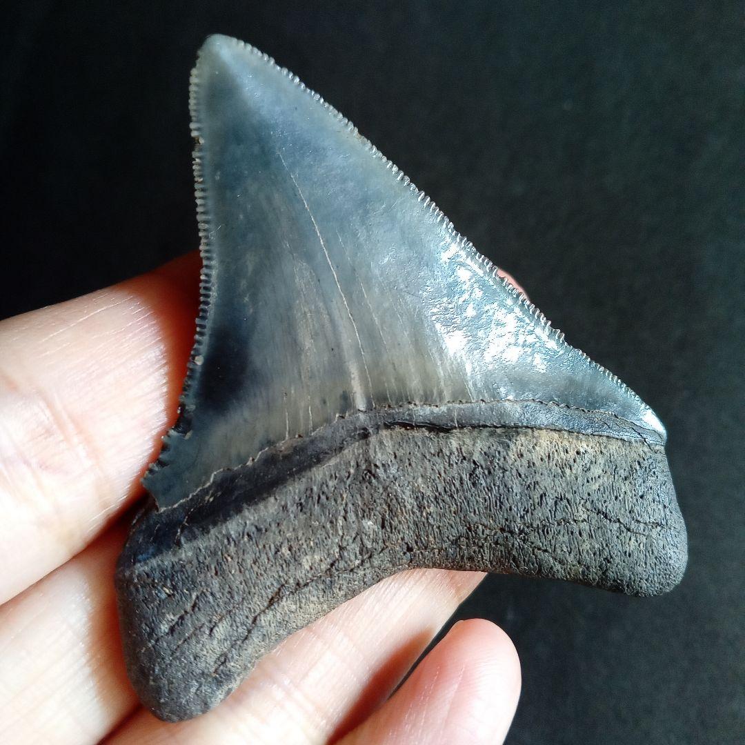 アメリカ　メガロドン　歯化石　ダークグレー　極美麗　標本